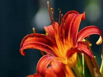 Red Lilies Flowers Wallpaper