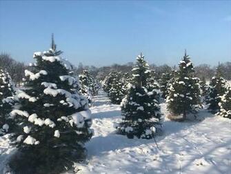 Find A U Pick Christmas Tree Farm For The Holiday Excursion