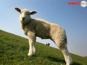 Monkey Sheep Background