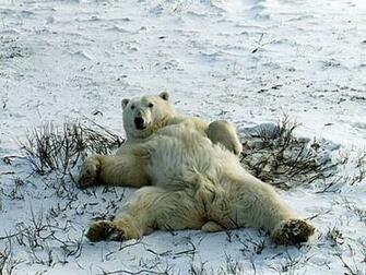 Polar Bears Wallpaper