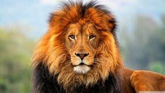 Tiger Lions Wallpaper Lion HD Attack Pictures