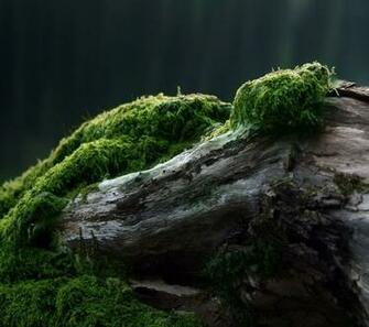 Best HD Wallpaper QHD Widescreen For In High