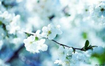 Cherry Blossom Desktop Pc And Mac Wallpaper