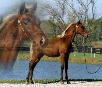 Nature Wallpaper Aqha Image Search Pasutri