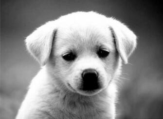 Funny Puppy Dog Black And White Pictures