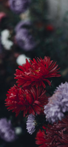 A Garden Full Of Beautiful Flowers Perfect For The iPhone Wallpaper