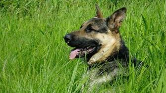 Wallpaper German Shepherd Dog In The Grass X HDtv