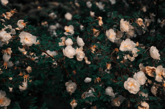 Aesthetic Floral Background Wallpaper