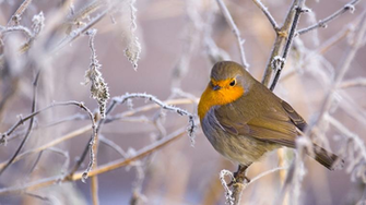 Sch Ne Winter Hintergrundbilder Wallpaper Bilder Desktop