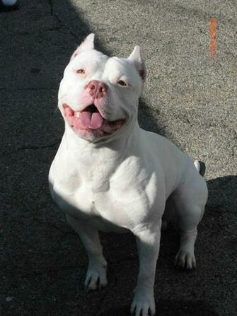 Red Nose Pitbull Wallpaper
