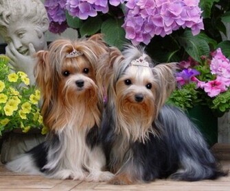 Biewer Yorkie Terrier Wallpaper New Funny Pet Pictures Dogs Cats