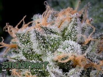 Spm Home S Cannabis Bud Shots Gallery Wallpaper