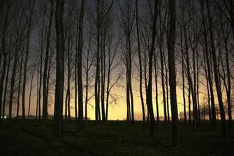 Forest Landscape Dead Trees Wallpaper And Background