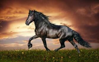 Beautiful Horse Wallpaper