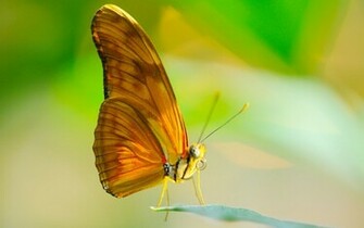 Papillon Wallpaper
