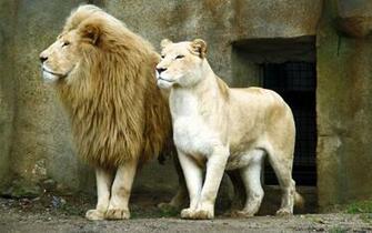 Lion Wallpaper HD Best Collection Of Big Cats