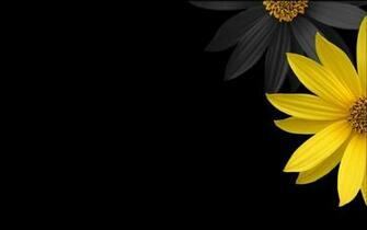 Flowers Yellow Flower Petals Black Background Wallpaper