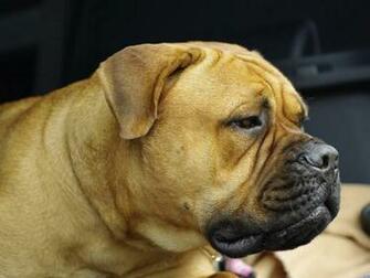 Bullmastiff Wallpaper HD