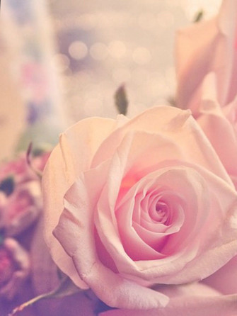 Cute Rose Wallpaper