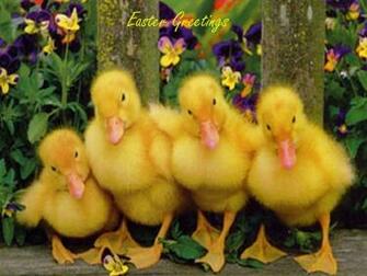 Patos Saludos Fondos De Pantalla Fotos Gratis