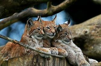 Wild Cat Lynx D Wallpaper