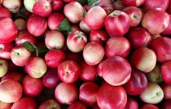 Wallpaper Harvest Red Pink Fruit Peaches A Lot Nectarines