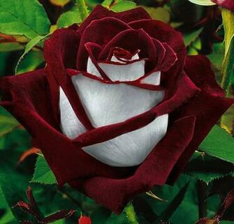 Blood Rose Wallpaper