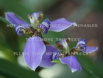 Orchids Flori Nature Flower Orhidee Lila