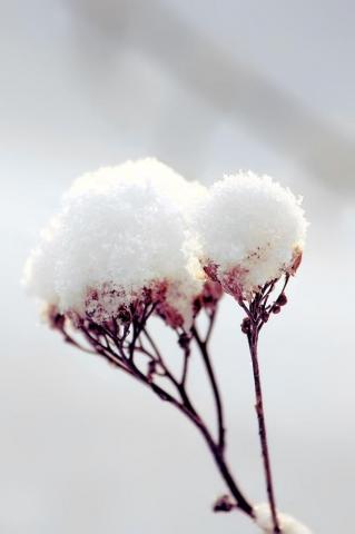 Snow Flowers Wallpaper Flower Mobile