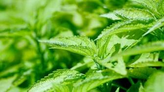 Wallpaper Nettle Leaves Weed Greens 4k Ultra HD