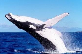 Humpback Whale Wallpaper