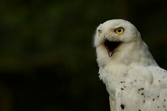 Animal Snowy Owl Wallpaper