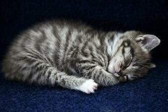 Sleepy Kitten Wallpaper
