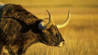 Texas Longhorn Wallpaper Best Top