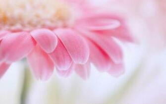 Pink Daisy Background