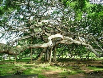 High Resolution Wallpaper Big Tree