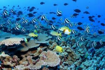 Coral Reef HD Wallpaper