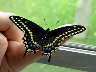 Black Butterfly Wallpaper And White Red