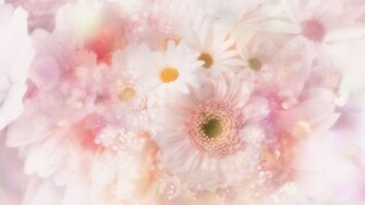 Gerbera Daisies Flowers Wallpaper