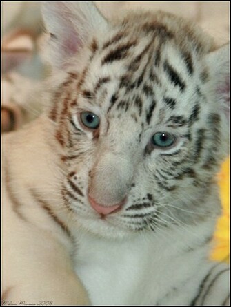 Tiger Cubs Wallpaper Pictures Of