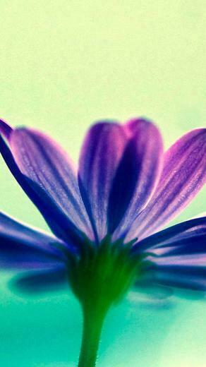 Purple Flowers iPhone Wallpaper HD For