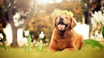 Golden Retriever Puppy Wallpaper Animal