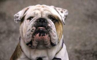 English Bulldog Wallpaper