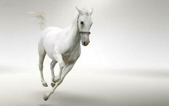 Wallpaper White Horse HD Background Desktop