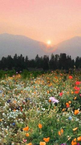 HD Cottagecore Wallpaper Whatspaper