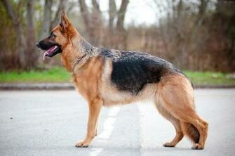 Dog German Shepherd Wallpaper