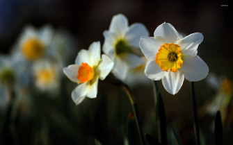 Daffodil Wallpaper Flower