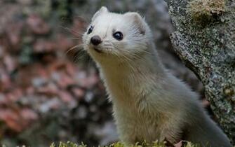 Weasel Wallpaper At Wallpaperbro