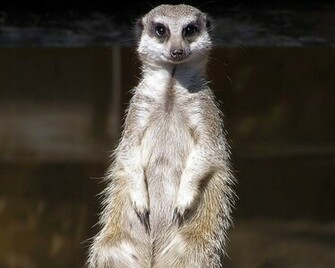 Meerkats Wallpaper