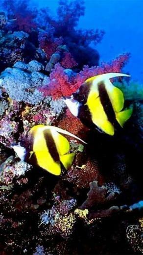 Colourful Fish Nokia Mobile Wallpaper Size Entertainment